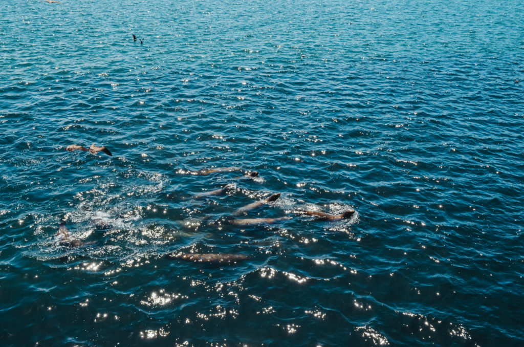 Seals playing by the Santa Cruz wharf