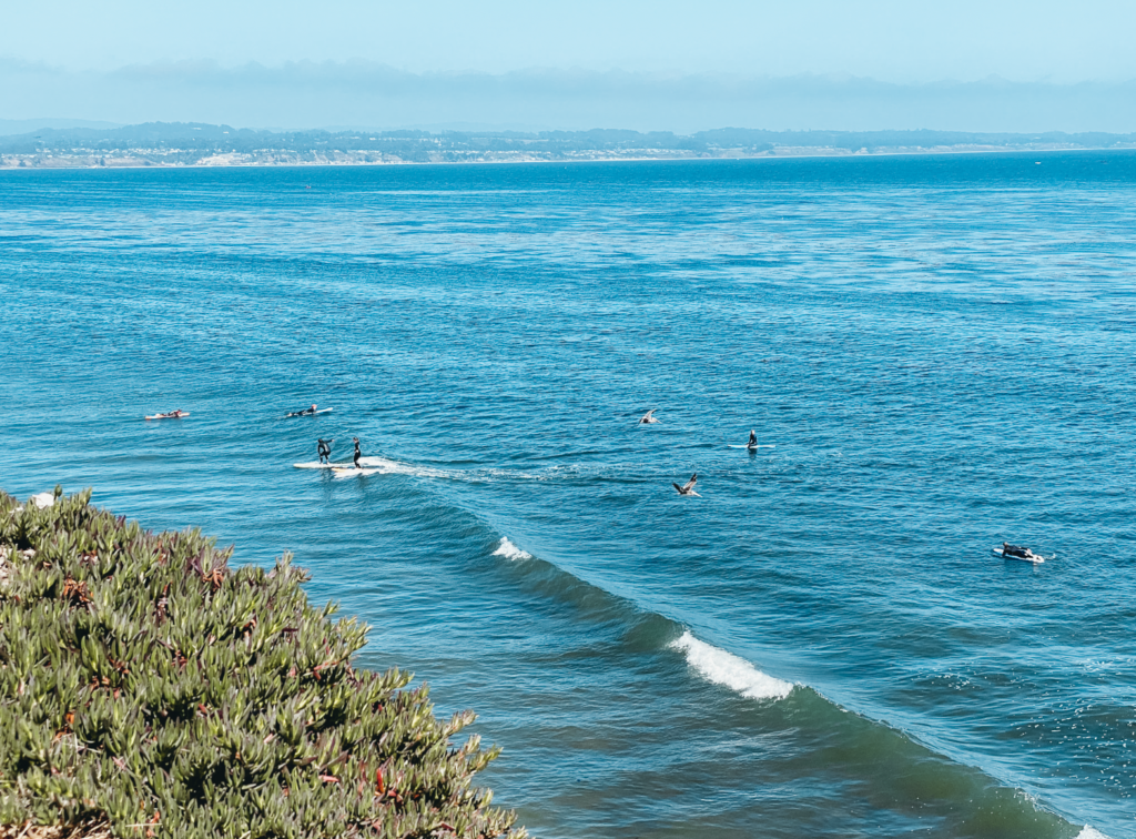 Surfers and surging at the hook in pleasure point in Santa Cruz.