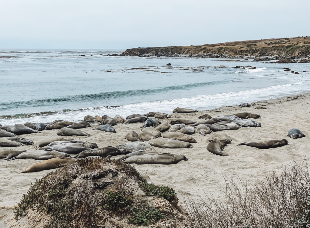 Elephant Seals sunbathing at Elephant Seal Vista Point in San Simeon